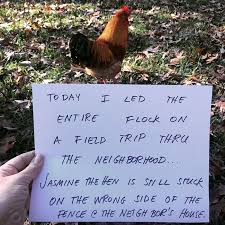 Funny Chicken Shaming Farm Life Chicken Humor Animal Shaming Funny Animals Is this the face of shame? funny chicken shaming farm life