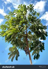 Image result for Cecropia pachystachya