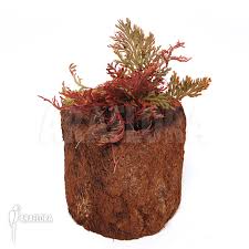 Image result for Selaginella afrorum