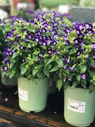 Image result for Torenia