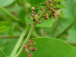 Image result for Phyllanthus pinnatus