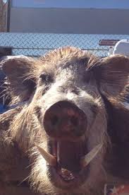 Free hog hunting in west texas. 62 Hog Hunting Ideas Hog Hunting Hunting Hog