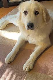 They will bring you unconditional love. 6 Lovable Pups To Adopt Now In Indianapolis