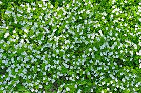 Green grass plant with white flowers. Green Grass Background With Small White Flowers Stock Photo Picture And Royalty Free Image Image 26245495