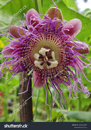 Image result for Passiflora quadrangularis