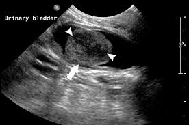 Weight loss, even if your kitty seems to be eating the same amount as ever. Small Animal Abdominal Ultrasonography The Urinary Tract Urinary Bladder Urethra Today S Veterinary Practice