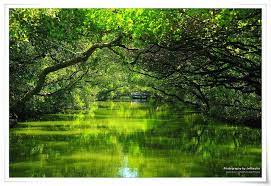 綠色四草 tainan places to travel landscape