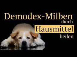 Demodex Milben Beim Hund Mit Hausmitteln Behandeln Ohne Chemie Youtube Hausmittel Hunde Milben Hund