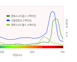 식물의 빛에 대한 감지