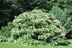 Image result for Hippocratea parviflora