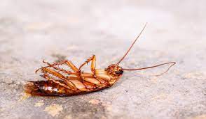 Lisateavet tombstone termite & pest control inc kohta leiate veebisaidilt tombstonepestcontrol.com. Pest Control Company Gulf Breeze Premier Termite Pest Control