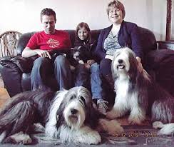 Talraz Bearded Collies