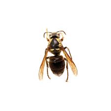 They do not harm unless their nests and safety are threatened. A Side By Side Comparison Of The Asian Giant Hornet And Other Insects Nc State Extension