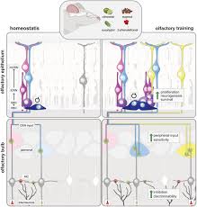 Image result for Olfactory Training