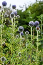 Image result for globe thistle