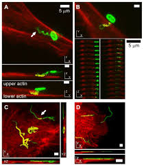 Animal cell structures, functions & diagrams. Bacterial Flagella Disrupt Host Cell Membranes And Interact With Cytoskeletal Components Biorxiv