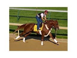 Challenge now facing kentucky derby future bettors. Kentucky Derby By The Numbers Dosage Dilemma Bloodhorse