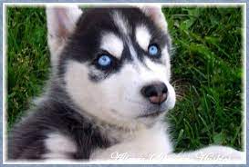 The white huskies are friendly, fastidious, and dignified. Image Result For Puppy Labrador Blue Eyed Husky Puppy Husky With Blue Eyes Siberian Husky Blue Eyes