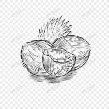 Makanan Buah Kelapa Garis Hitam Dan Putih Png Grafik Gambar Unduh Gratis Lovepik