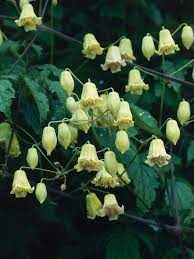 Check spelling or type a new query. Climbing Plants For Fragrance Fragrant Plants Hgtv Gardens Shade Flowers Shade Plants Clematis