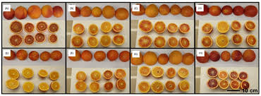 Image result for Citrus Peal 2012 Caliber