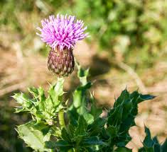 Image result for Cirsium