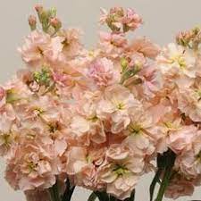 Pin On In Bloom