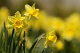 Fiori selvatici, di campo o di montagna da me fotografati. I 10 Fiori Primaverili Che Sbocciano Quando Finisce Il Freddo Ohga