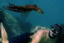 Full movie online free after years of swimming every day in the freezing ocean at the tip of africa, craig foster. C5qpl71lfrngtm