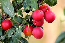 Oleh bu tanidiposting pada mei 25, 2020mei 26, 2020. Cara Sukses Menanam Buah Plum Tabulampot Dataran Rendah Mediatani