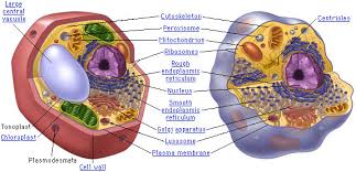 What Do Animal And Plant Cells Have In Common Socratic