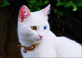 Turkiye De En Yaygin 10 Kedi Turu Nedir Son Satir