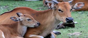 Bergantung pada baka, lembu boleh hidup pada rumput bukit, kawasan semak, rawa, mur dan separa gurun. Harga Sapi Bali Bibit Dewasa Super Daftar Harga Tarif
