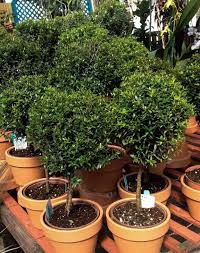 There are three types of topiaries that you can grow indoors: Myrtle Topiaries Back In Stock Oak Street Garden Shop And Local Market