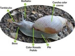 Achatina fulica rodatzi dunker, 1852. Caracol Africano Amb