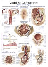 Together they comprise the female reproductive system, supporting sexual our labeled diagrams and quizzes on the female reproductive system are the best place to start. Chart Female Genital Organs 70x100cm