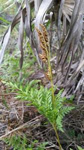 Image result for Anemiaceae