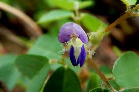 Image result for Grona ramosissima