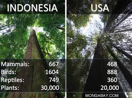 Tropical rainforests are found in a tropical belt around the equator where annual temperature and precipitation are high. Rainforest Diversity