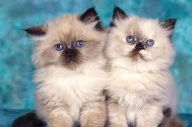 صور قطط باقة مختارة من أروع و أجمل القطط مع خلفيات Hd Kitten Breeds Cute Animals Kittens Cutest