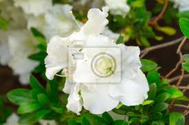 .poiché si forma un bellissimo cespuglio di fiori bianchi, ma altri tipi di margherite comuni o murali rose bianche per il giardino. Fiori Bianchi Dellazalea Su Un Giardino Del Cespuglio In Primavera Adesivi A Muro Luce Gemma Orticoltura Myloview It