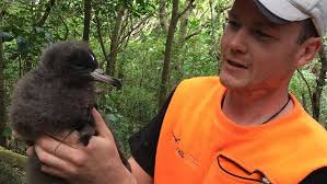 Burrowing into shearwater research : Media release 28 February 2020