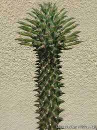 Image result for Monadenium