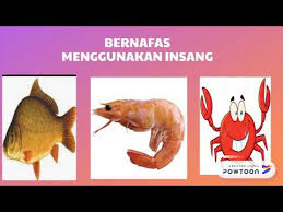 Haiwan akuatik seperti ikan terdiri daripada anggota badan yang diubah suai untuk pergerakan di dalam air. V1 Organ Pernafasan Haiwan Youtube