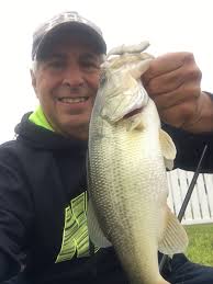School of small fish gathering in Locklin water reserve