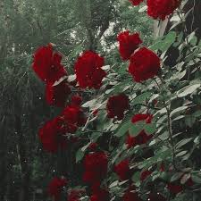 Red Aesthetic Soft Feed Green Flower Red Aesthetic Green Aesthetic Colorful Pictures
