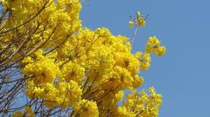 Its submitted by government in the best field. Yellow Aesthetic Stock Video Footage 4k And Hd Video Clips Shutterstock