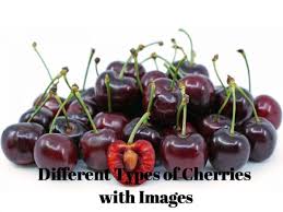 We only sell quality, used furniture at prices that will surprise you. 8 Different Types Of Cherries With Images Asian Recipe