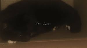 Postez votre annonce en 2mn ! Pet Alert Deux Chats Perdus Au Touquet Et A Camiers