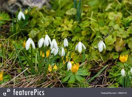 Primroses flower farm early spring cut flowers flower designs flower power flower arrangements vines floral design. Image Of Early Spring Flowers In A Garden